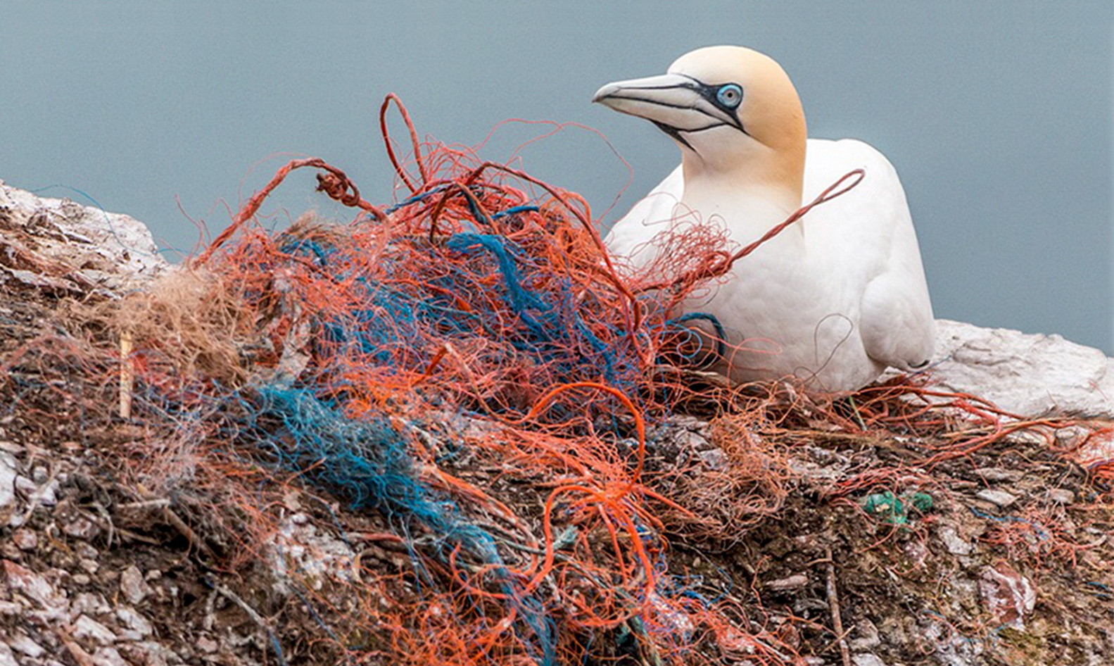 Déchets présents dans l'océan