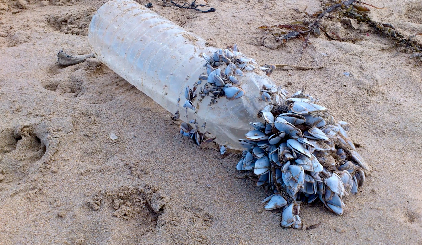 Déchets présents dans l'océan