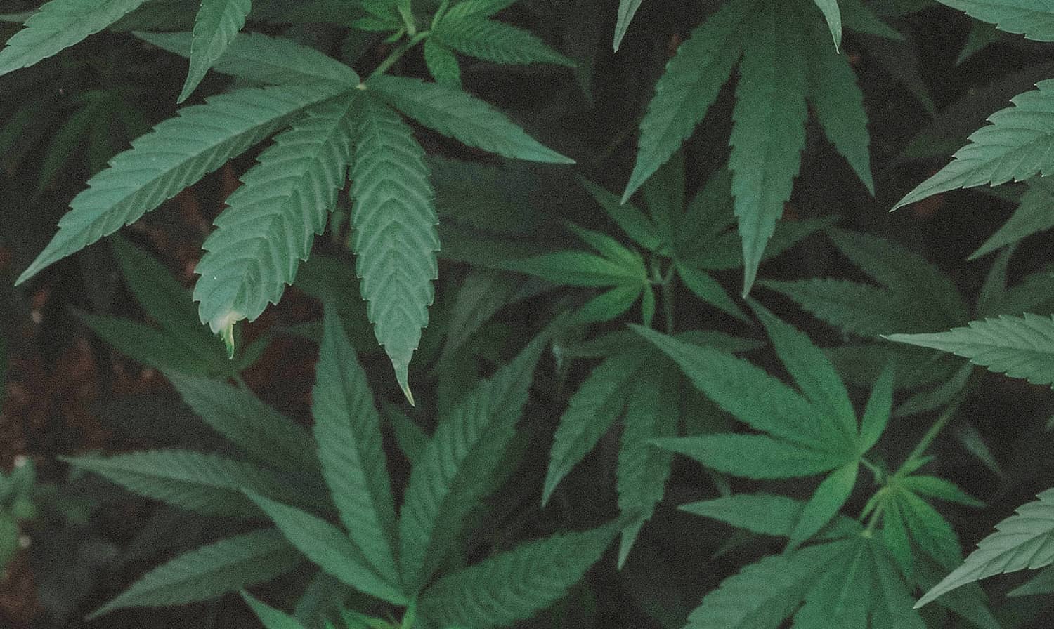photo de feuilles de chanvre